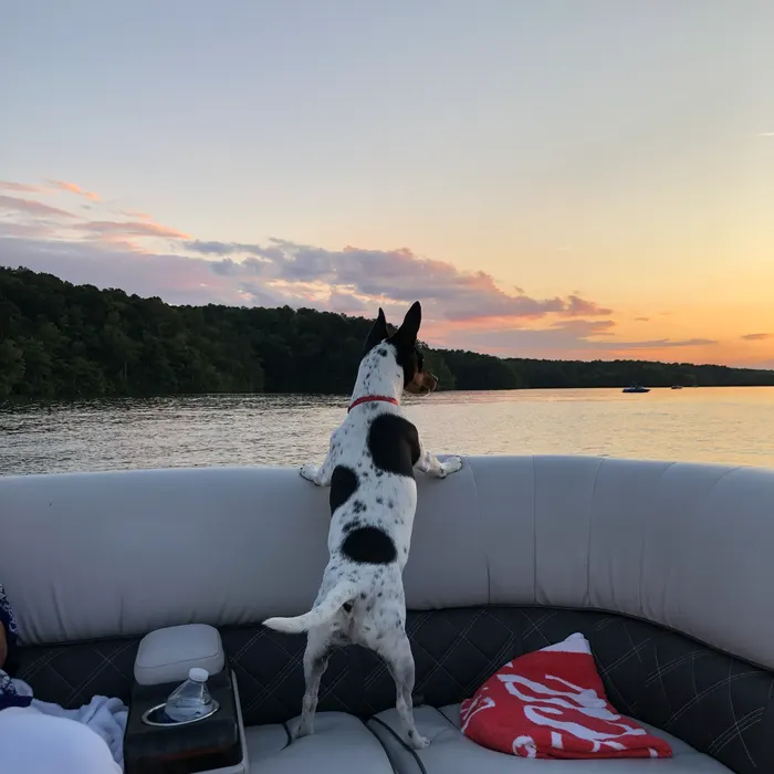 Buddy on sunset supervision from the stern