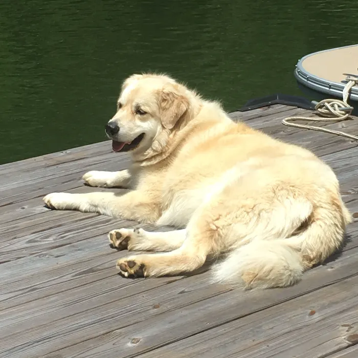 Sunbathing on the dock