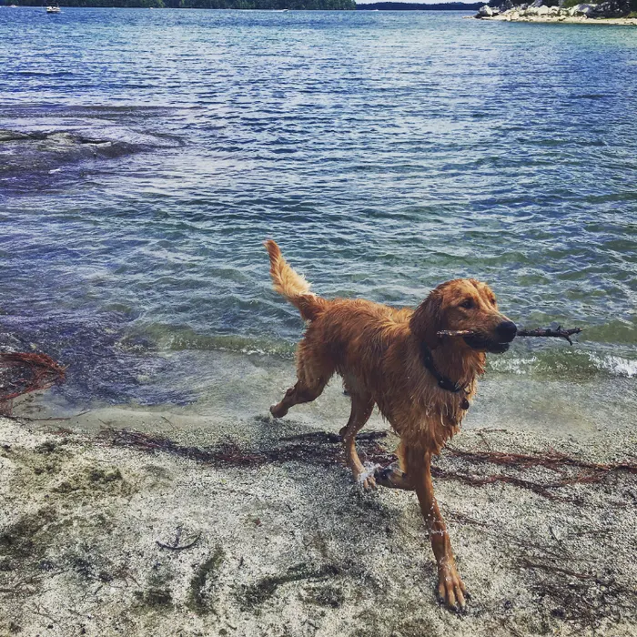 Wading in at the water's edge
