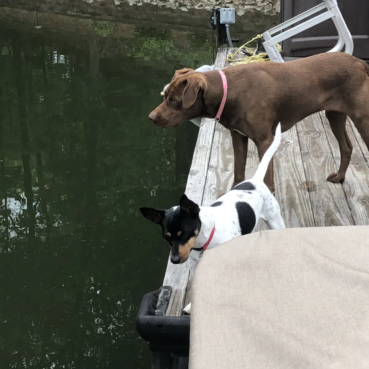 Coco and Buddy on dock inspection