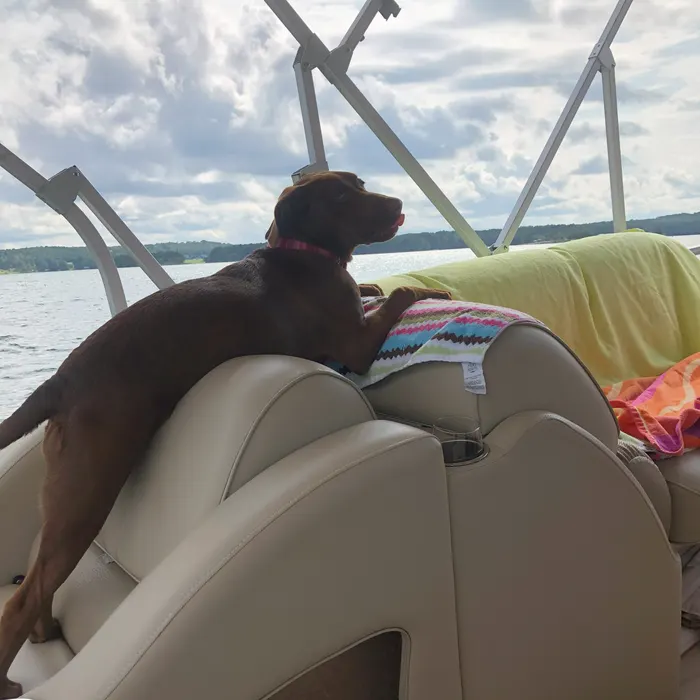 Coco checking the view from the back of the boat