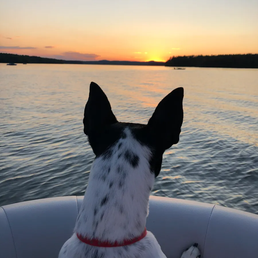Buddy, a black and white Rat Terrier, watching the sunset over Lake Wedowee from the bow of the boat