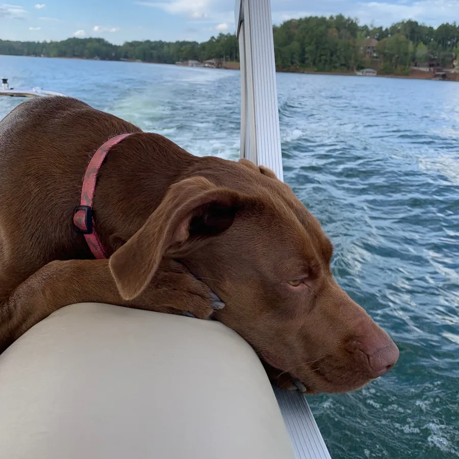 Coco, a chocolate lab mix, resting her chin on the pontoon seat as the boat cruises across Lake Wedowee