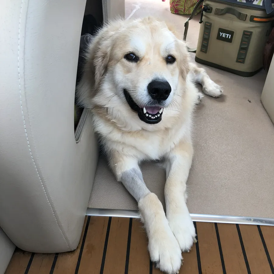Dixie, a fluffy white Great Pyrenees, smiling on the deck of the pontoon boat